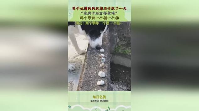 狗狗拉小石子