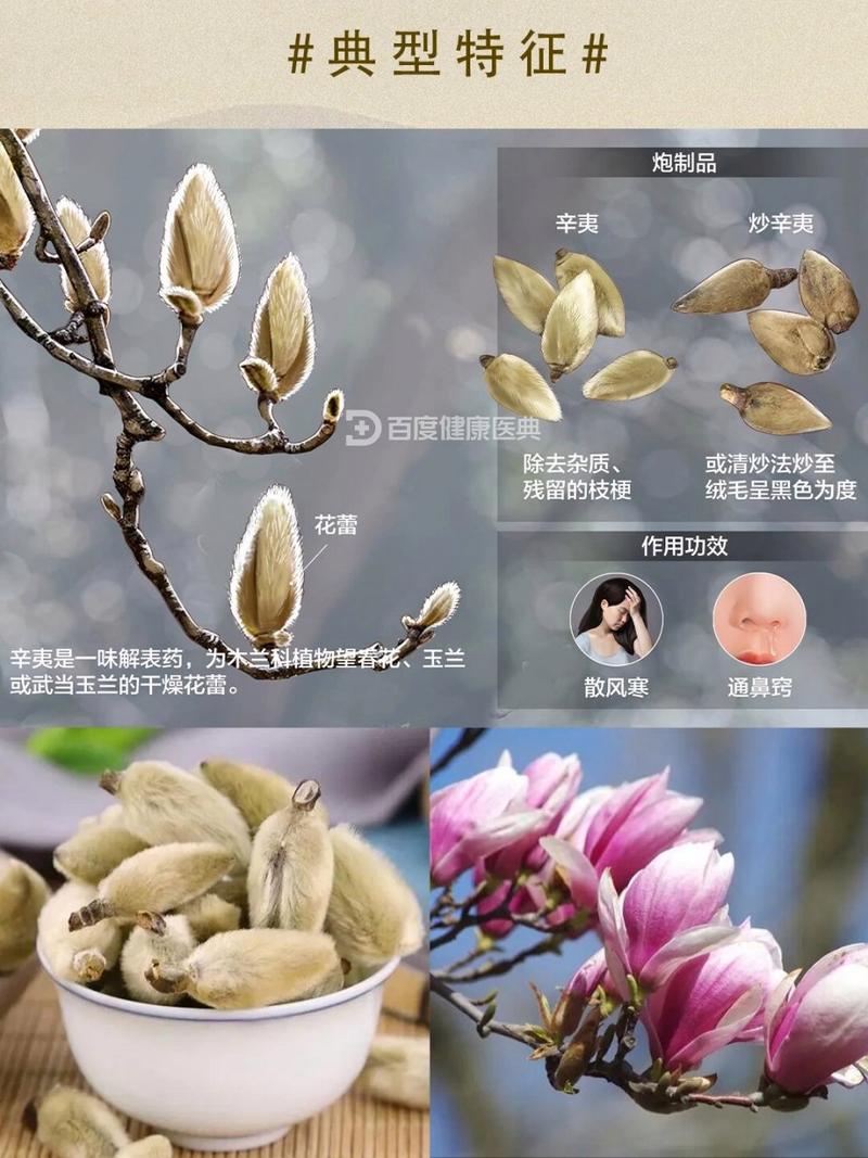 辛夷包煎之前要泡一下吗