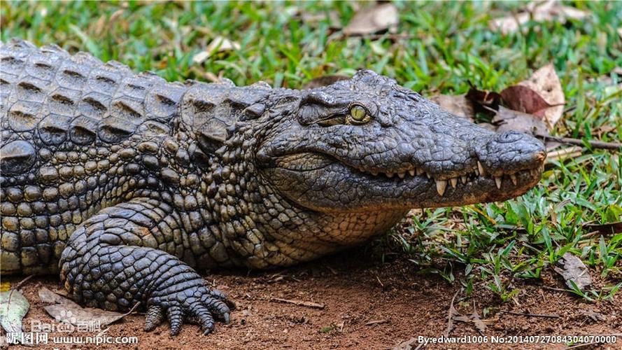 crocodile鳄鱼