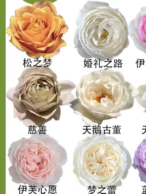 月季种类