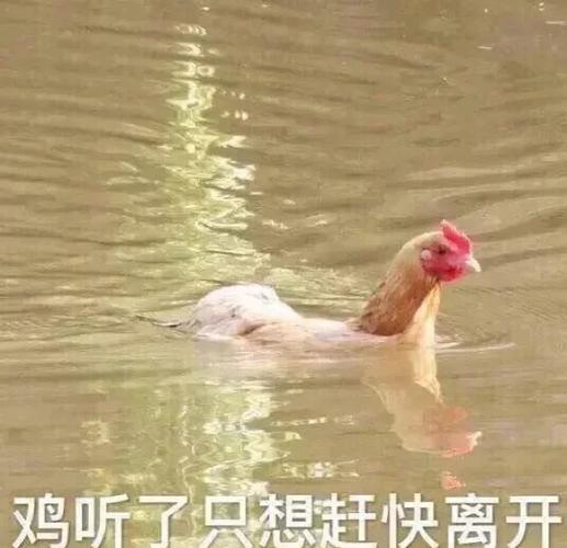 下载搞笑表情包