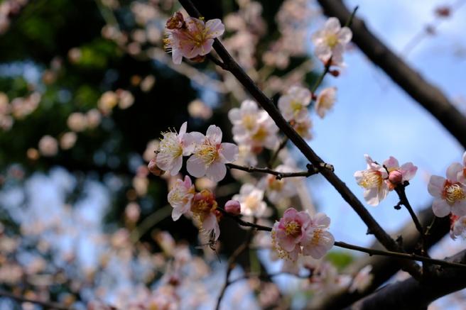 棘梅花