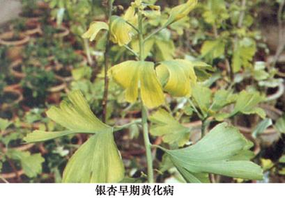 银杏黄化病