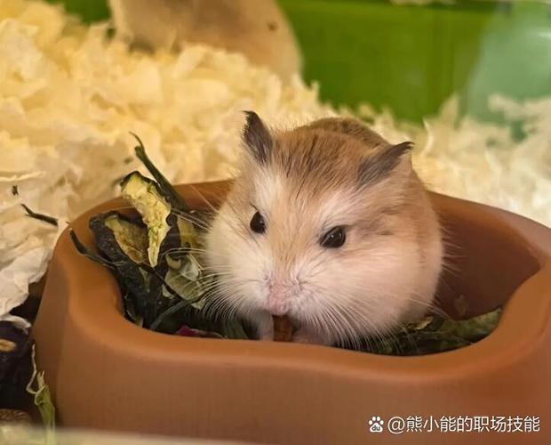 仓鼠能活到几年