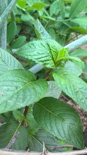 野生薄荷的特点