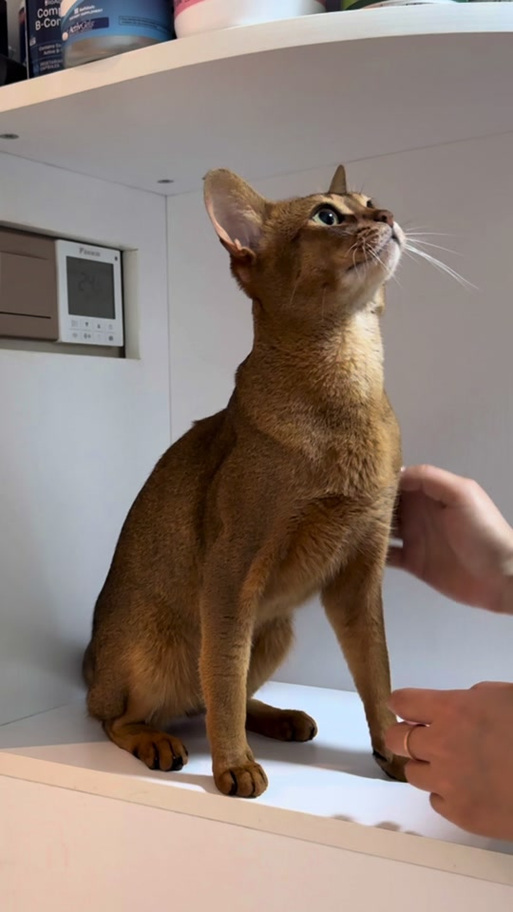 埃及猫咪图片