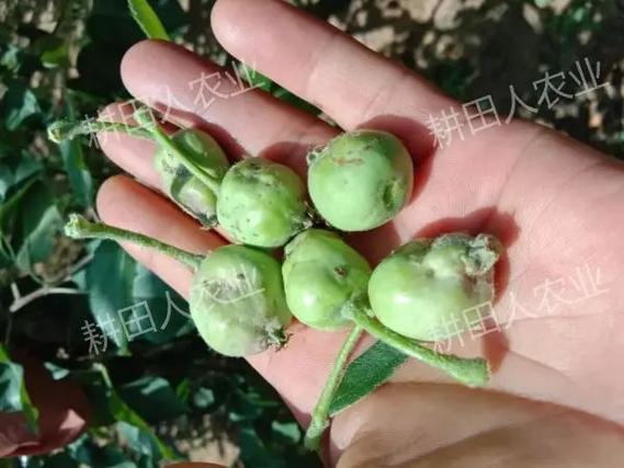 苹果11有没有绿色截图3