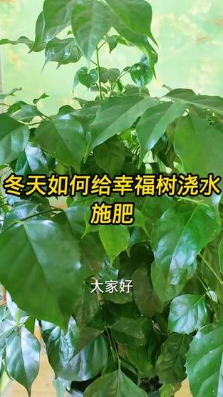 冬天可以给树浇水吗