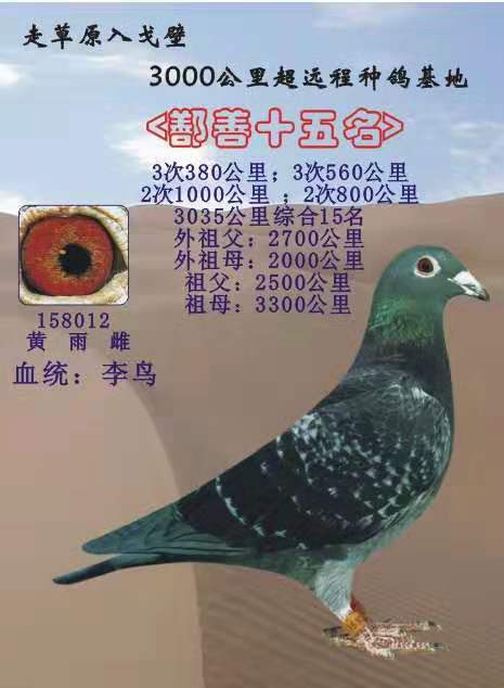 一千公里鸽子多久能飞回来
