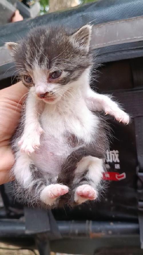 路边捡到小奶猫好不好