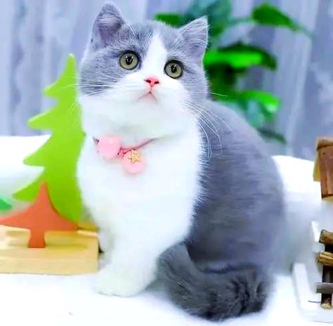 美短猫有蓝眼睛的吗
