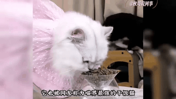 喜喵国际名猫