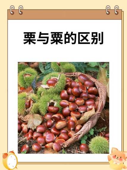 栗和粟的读音