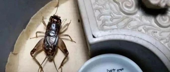 背上有两个黄点的蛐蛐