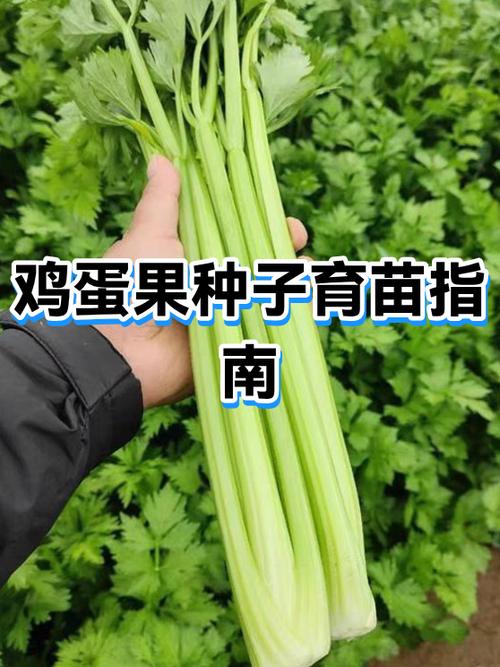 鸡蛋果种子怎么育苗