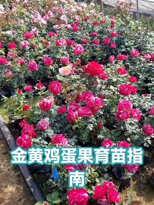 鸡蛋果种子怎么育苗截图2