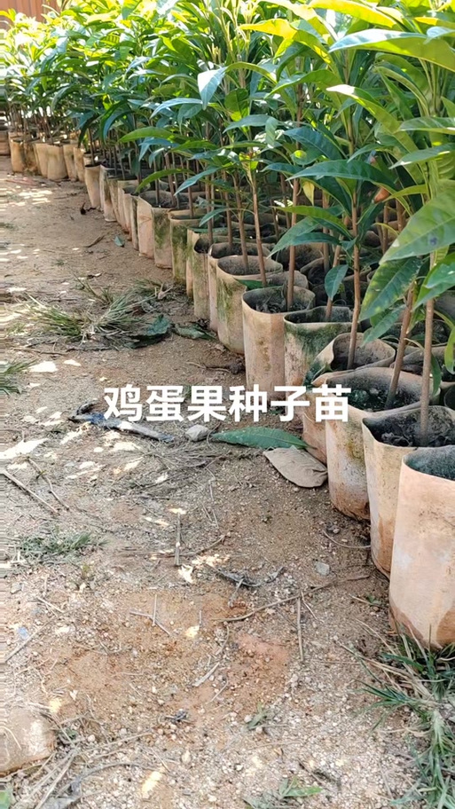 鸡蛋果种子怎么育苗截图3