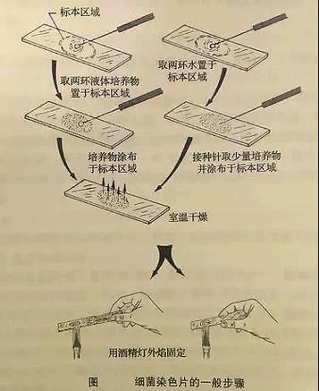 生物到高二会难吗