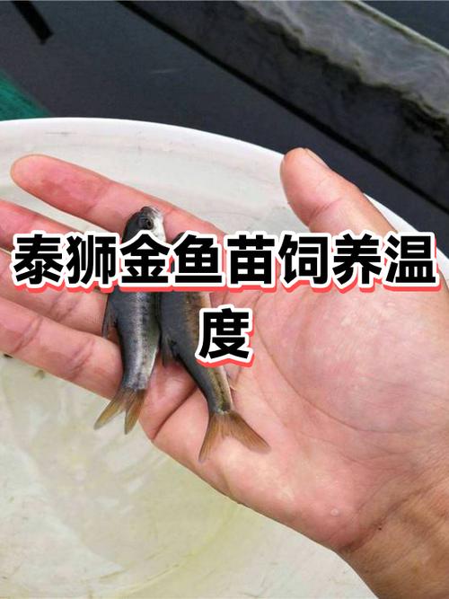 金鱼养殖利润 金鱼养殖利润