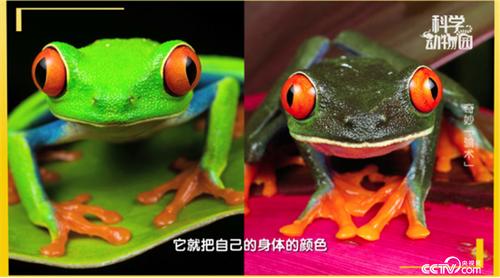 动物变色视频