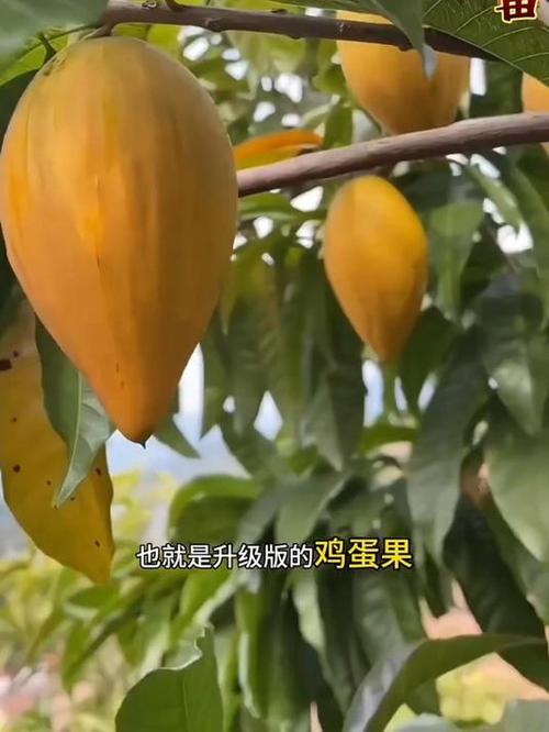 鸡蛋果的种植方法