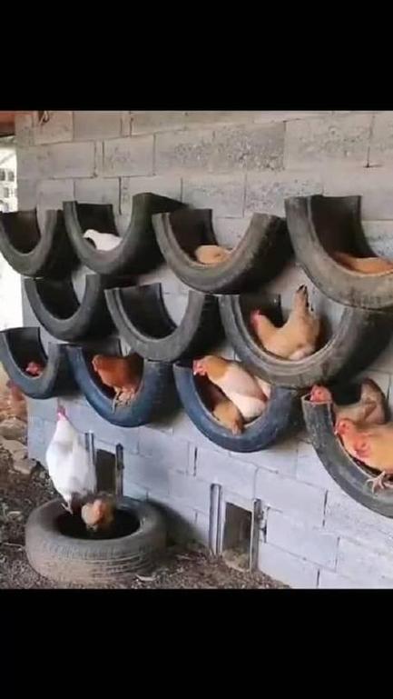 怎么养鸡截图3