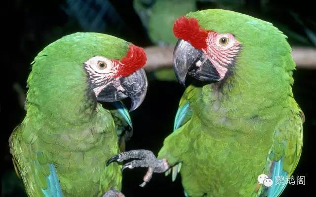 Parrot的英文名