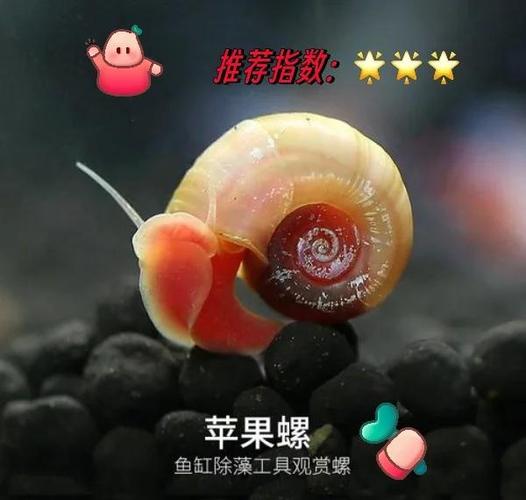 吃海螺对身体的好处有哪些