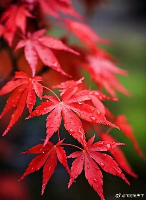 枫叶最美十张图片