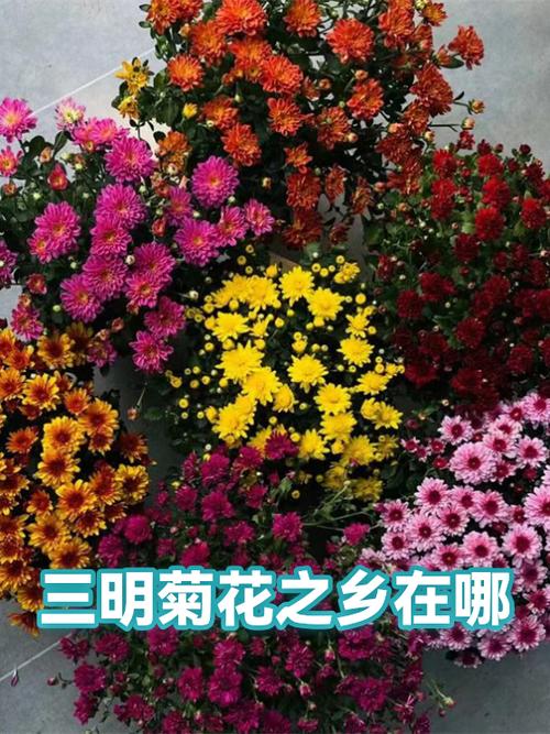 菊花之乡是哪个城市