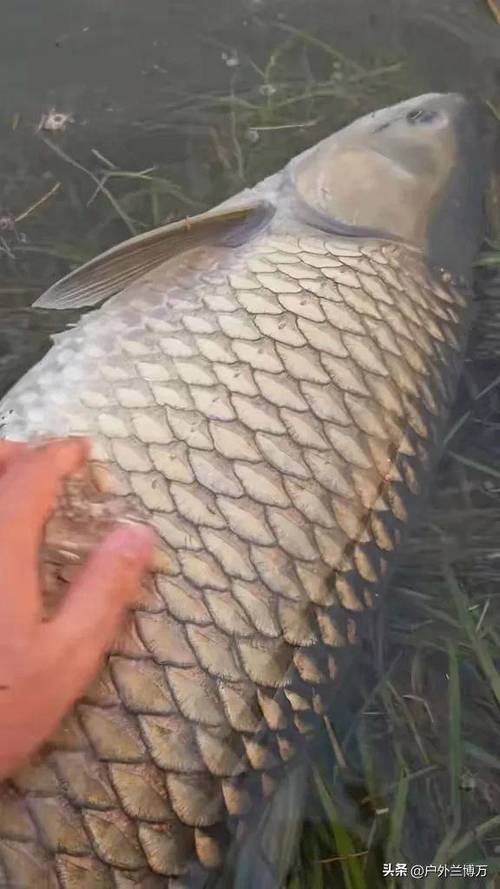 钓大鱼视频 钓大鱼视频