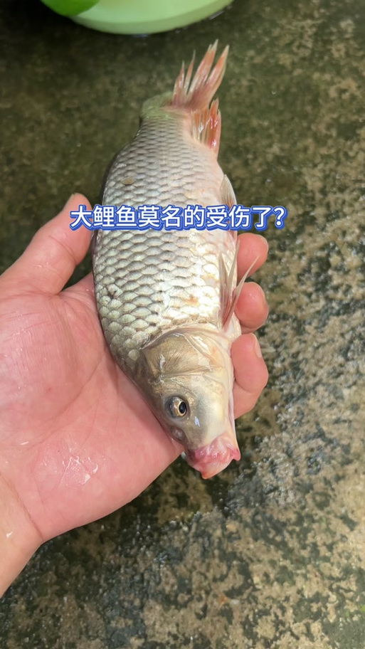 抖音鲤鱼