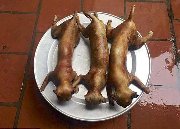 猫肉治病的6大功效
