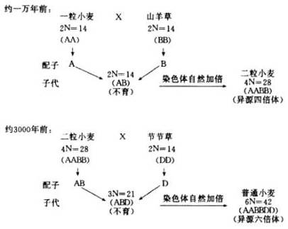 异源四倍体是什么意思