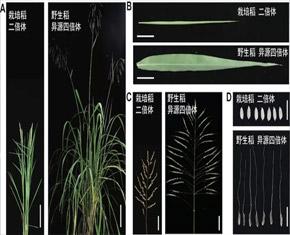 异源四倍体是什么意思截图3