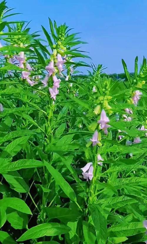 芝麻花是什么样子