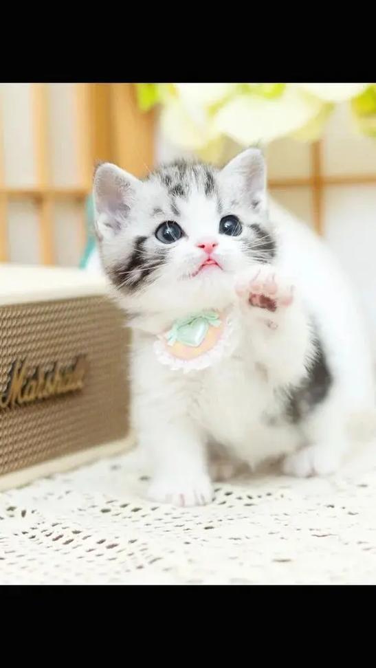 抖音人间小奶猫