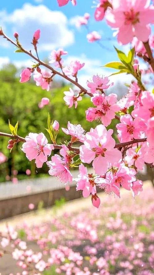 花落桃花林