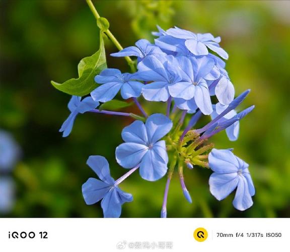iQOO12拍照鲜明质感自然