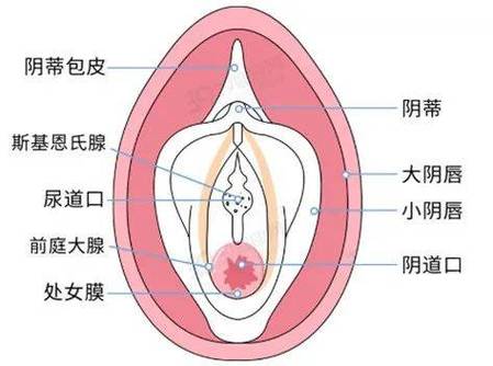 女友非处