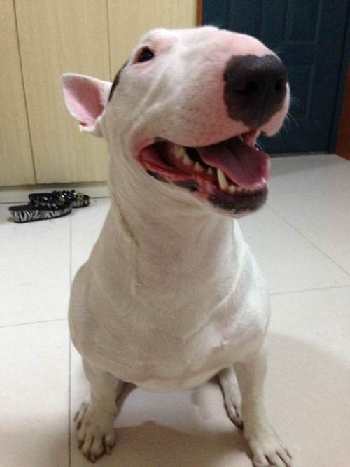 贱狗阿乌是什么犬种