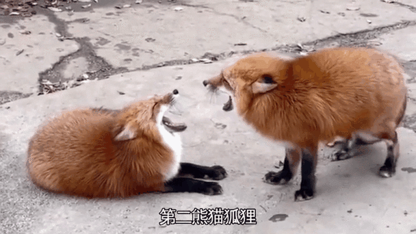 可以养狐狸做宠物吗