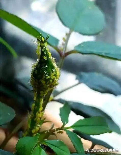 花上长了密密麻麻的小虫子怎么办