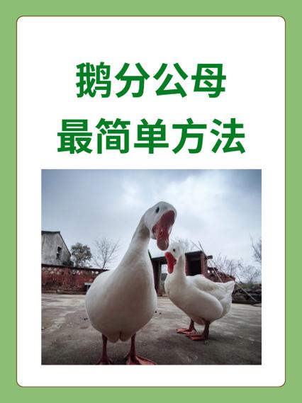 莆田大鹅和正品区别