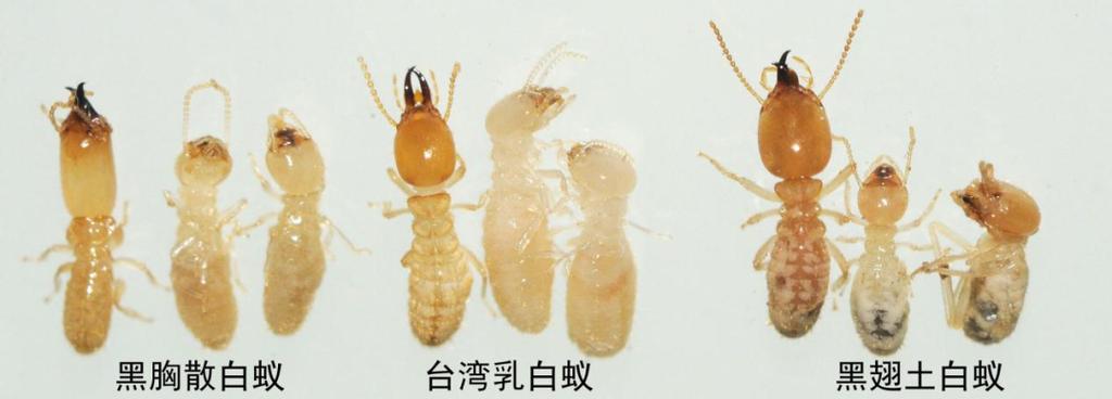 兵蚁和工蚁有生殖能力吗