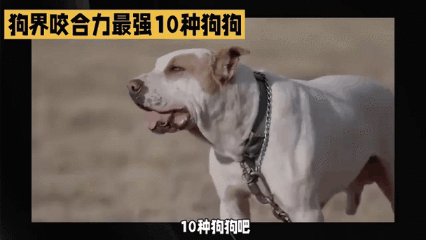 狗不叫的民间说法