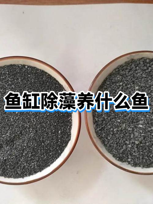 刷鱼是哪个公司的