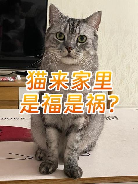 家中进猫是吉还是凶 家中进猫是吉还是凶