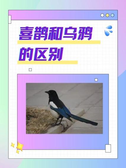 喜鹊和乌鸦一样吗