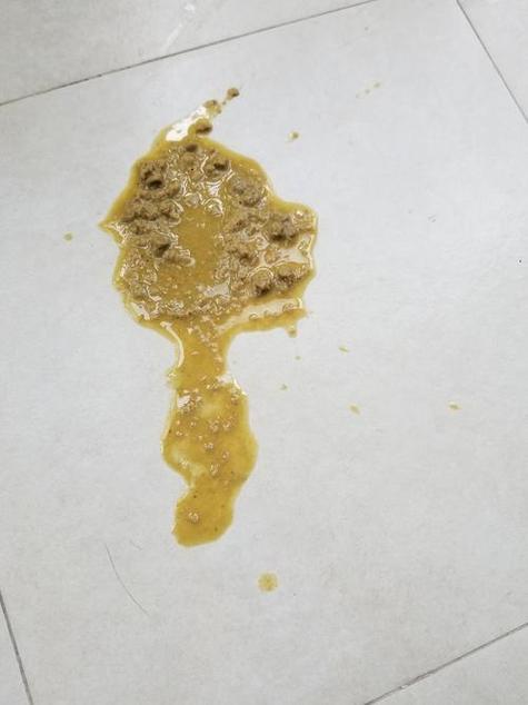 猫咪持续拉稀但精神状态很好